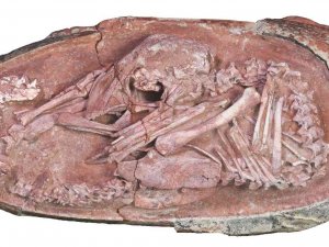 Çin’de 66 Milyon Yıl Öncesine Ait Dinozor Embriyosu Bulundu