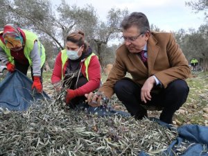 Edremit Belediyesi Zeytinleri Hasat Ediliyor