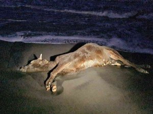 Zonguldak’ta Sahile Vuran Ölü İnek Şaşkına Çevirdi