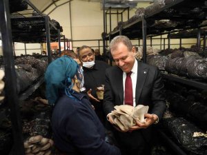 Roman Aileler İçin Kurulan Mantar Tesisinde İlk Hasat Yapıldı
