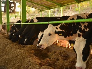 Sütte Fiyat Artışının Sebebi Besiciler Değil