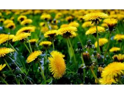 Safra Kesesi Taşından Ameliyatsız Kurtulun