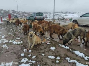 Sokakta Yaşayan Canlıları Yalnız Bırakmadılar