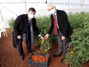 Ürüne Özgü Sera Plastiği Çalışmalarında İlk Hasat Heyecanı