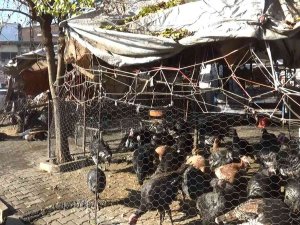 Yılbaşı Öncesi Hindiler De Stokçulardan Nasibini Aldı