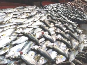 Kar Çinekop Getirdi