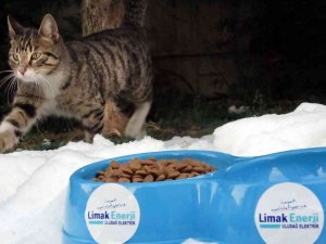 Limak, Sokak Hayvanlarını Kara Kışta Unutmadı