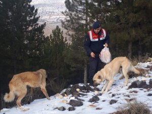 Sokak Hayvanları İçin Doğaya Ekmek Bırakıldı