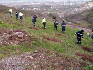 Büyükşehirden Gölcük Hisareyn’e Bal Ormanı