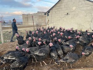 Yılbaşı Öncesi Yurt Dışına 15 Bin Adet Hindi Gönderdi