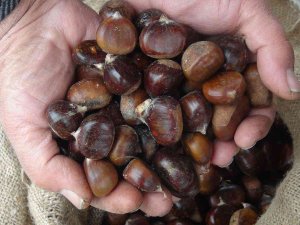 Tarihi Sur İlçesini Kestane Kokusu Sardı, Satıcıların Yüzü Güldü