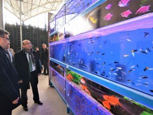Sandıklı’da Jeotermal Suyla Tropikal Türde Balık Üretimine Başlandı