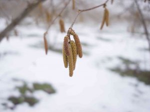 Ferrero Fındık’tan Aralık Ayında Tarımsal Uygulama Önerileri