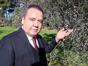 Başkan Böcek: “Zeytin Park’ı Korumak Boynumuzun Borcudur”