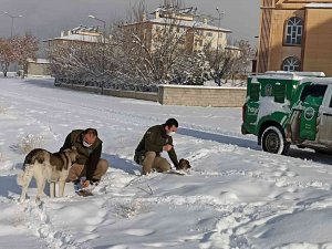 Van Polisi Sokak Hayvanları İçin Seferber Oldu