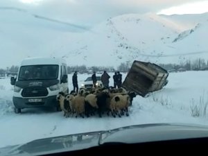 Yüksekova’da Kamyonet Kara Saplandı, 50 Koyunu Vatandaşlar Kurtardı
