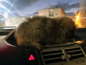 Donmak Üzereyken Bulduğu Yavru Köpeği Aracının Kaloriferinde Isıttı