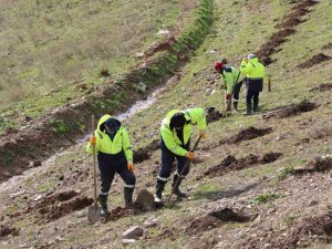 İ̇limtepe Dolgu Alanına 20 Bin Fidan