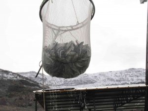 Bingöl’de 325 Ton Alabalık Hasadı Yapıldı