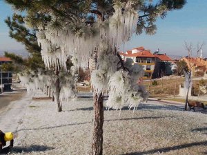 Buz Tutan Ağaçlar İlginç Görüntüler Oluşturdu