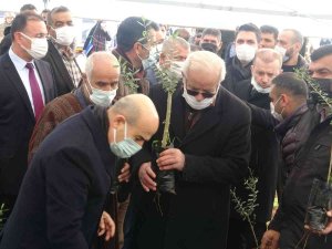 Mardin’de Çiftçiye 750 Bin Fidan Dağıtıldı