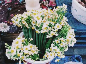 Kastamonu’da Nergis Gelir Kapısı Oldu