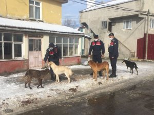 Jandarma Sokak Hayvanlarını Unutmadı