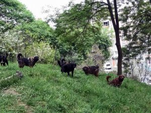Prof. Dr. Şağdan Başkaya: “Başıboş Köpeklerle İlgili Yasal Düzenleme Şart”