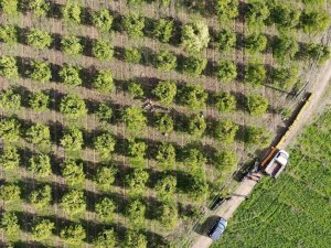 Portakal Üreticisi Aracıdan Dertli