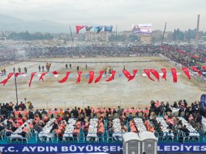 Aydın’da 184 Deve Kıran Kırana Güreşti