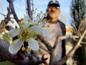 Samsun’da Erik Ağacı Aralık Ayında Çiçek Açtı
