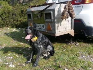 Kaybolan Av Köpeği İki Günlük Arama Sonunda Bulundu