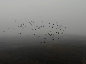 Doğunun Çukurova’sı Soğuk Hava Ve Sise Teslim Oldu