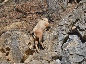Tunceli’de Koruma Altındaki Yaban Keçisi Ölü Bulundu