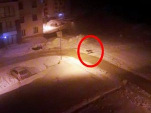 Aç Kalan Kurt Yerleşim Alanına İndi