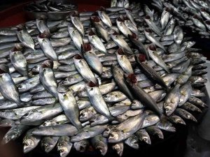 Lodos Esti, Balık Tezgâhları Şenlendi