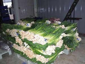 Üretici Kışlık Sebze Fiyatlarından Memnun Değil