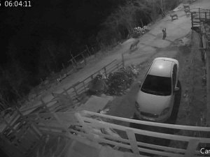 Giresun’da Aç Kalan Kurtlar Yerleşim Yerine İndi