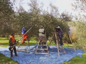 Coğrafi İşaretli Ürünlere Talep Hızla Artıyor