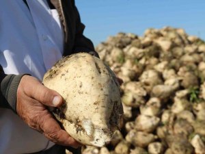 Pancar Üreticisinin Fiyat Bekleyişi Sürüyor