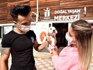 Binlerce Hayvan Tedavi Edildi, Yüzlercesi Sahiplendirildi