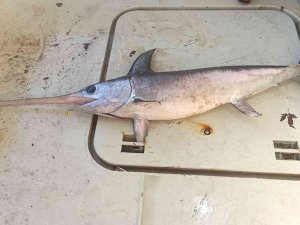 Hamsi Ağına Bir Buçuk Metrelik Kılıç Balığı Takıldı