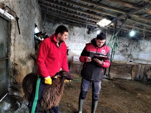 Damızlık Koyun Ve Keçi Küpe Tespit Çalışmaları Başladı