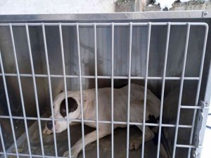Çatak’ta Pitbull Cinsi Köpek Yakalandı
