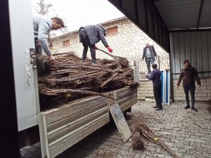 Kastamonu’da Selzede Çiftçilere Fidan Desteği