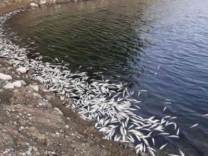 Aslantaş Barajı’nda Korkutan Tablo... Binlerce Ölü Balık Kıyıya Vurdu