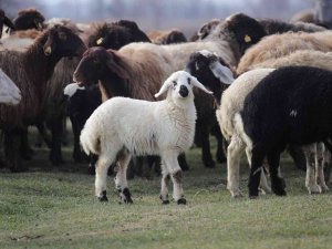 Tokat’ta 80 Bininci Koyun Dağıtıldı