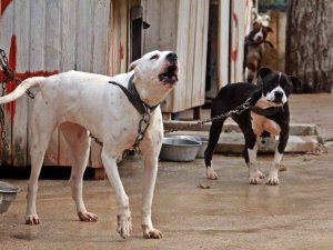 Antalya Sokak Hayvanları Bakımevi 100’e Yakın Pitbull Ve Dogo Arjantin Köpeklerine Ev Sahipliği Yapıyor