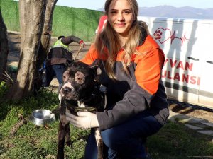 İ̇tfaiyenin Alevlerden Kurtardığı Köpek Hayata Tutundu