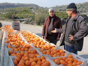 Dalında 1,5 Liraya Sattı; Zincir Markette Fiyatı 5,90 Liraya Fırladı